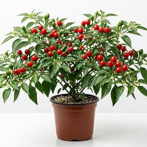 May include: A potted ornamental pepper plant with vibrant red and green peppers. The plant has dark green leaves and small white flowers. The pot is brown and filled with small pebbles. The background is plain white.