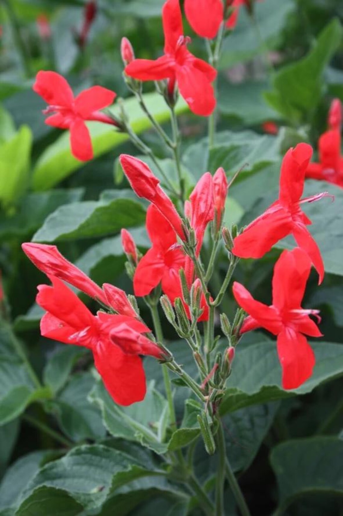 Set 2 Brazilian Red Ruellia Live Plants, Red Ruellia Flower Plants ...
