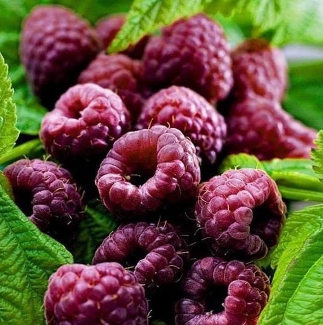 Set 2 Glencoe Thornless Raspberry Plants Live for Planting, Raspberry ...