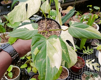 Philodendron Gloriosum Tricolor Variegated Rare Plant  Velvet Creeping  Aroid  Live Indoor Houseplant  Collector Plant Gift - Etsy