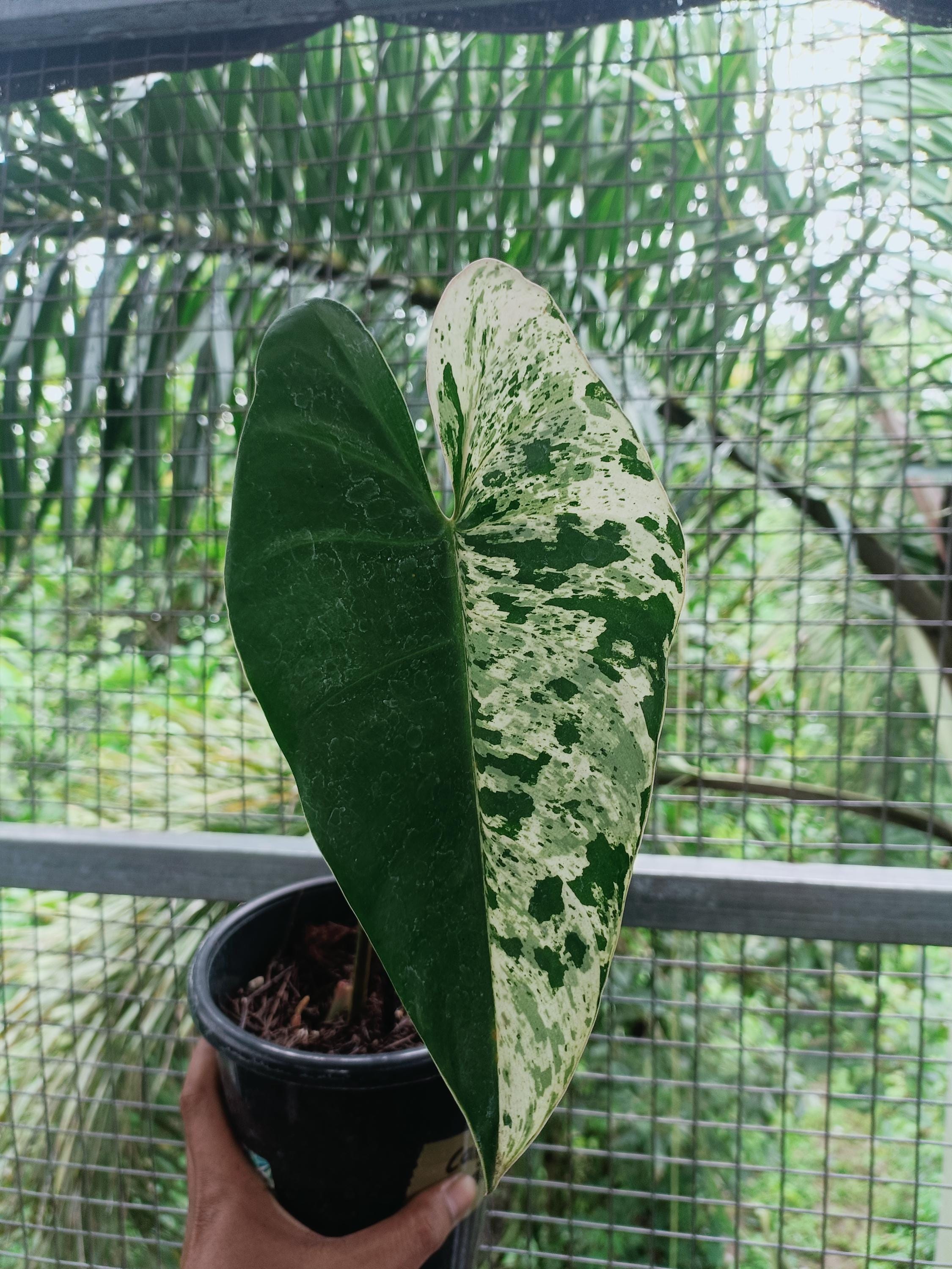 Philodendron ilsemanii variegated - Etsy 日本