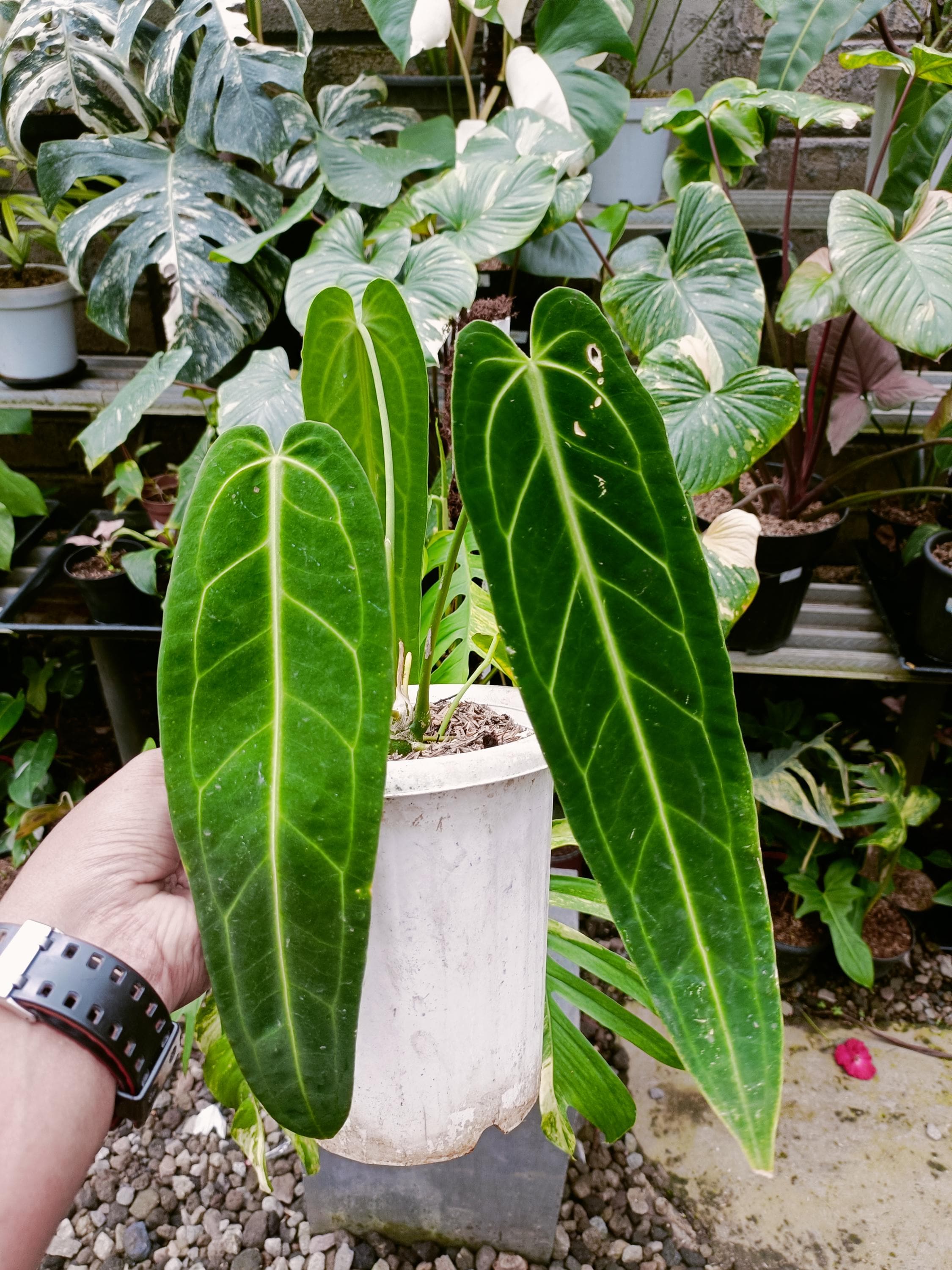 price for aloe vera plant Crocodile Plant 'Aloe brevifolia' 4