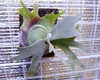 Platycerium Willinckii Asurada Sporeling - Etsy