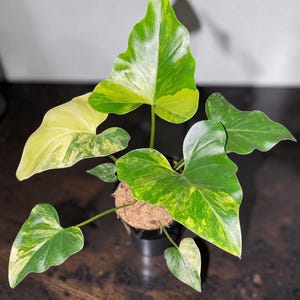 Pode incluir: Uma planta em vaso com folhas grandes em forma de coração. As folhas apresentam uma mistura marcante de variegata verde e amarela. A planta está num vaso preto com uma cobertura superior fibrosa castanha. A planta está numa superfície de madeira escura.