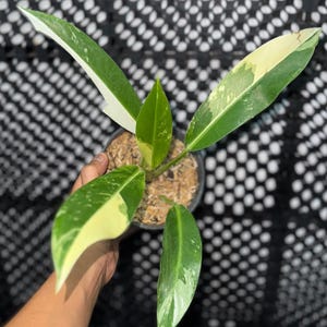 Peut inclure: Une plante d'intérieur en pot, avec de grandes feuilles panachées de vert, de blanc et de jaune. Certaines feuilles ont un bord blanc uni. La plante est dans un pot noir, sur fond de treillis noir.