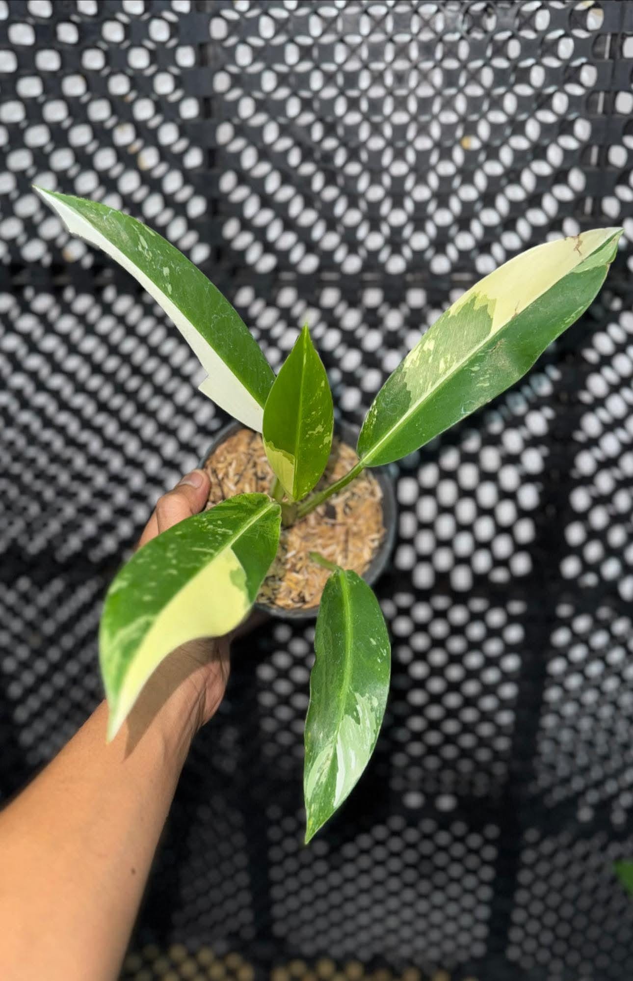 philodendron silver dragon PHILODENDRON SILVER SWORD – Knippel Garden Centre main image 0