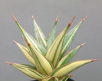 Sansevieria Pinguicula Black Rare Uniqe Snake Plant - Etsy