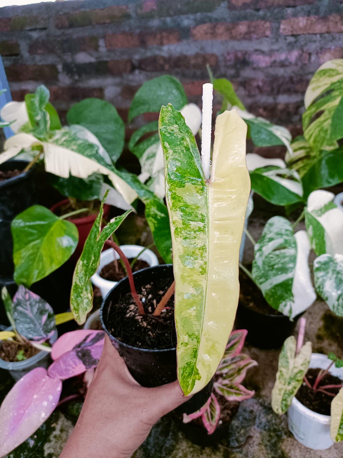 Philodendron billietiae variegated - Etsy 日本