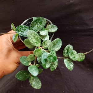 以下が含まれることがあります： 小さな黒いプラスチック製の鉢に植えられたホヤの植物。多肉植物のような厚みのある楕円形の葉が茎に連なっています。葉は深いフォレストグリーンで、明るいシルバーグレーの斑点模様があり、表面には水滴が付着しています。