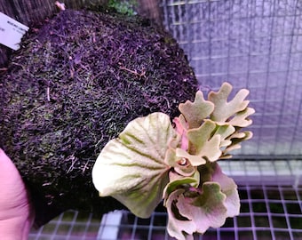 May include: A staghorn fern, mounted on a dark, mossy base. The fern features large, light green fronds with a distinctive, antler-like shape. The plant is displayed against a wooden background and a wire mesh.