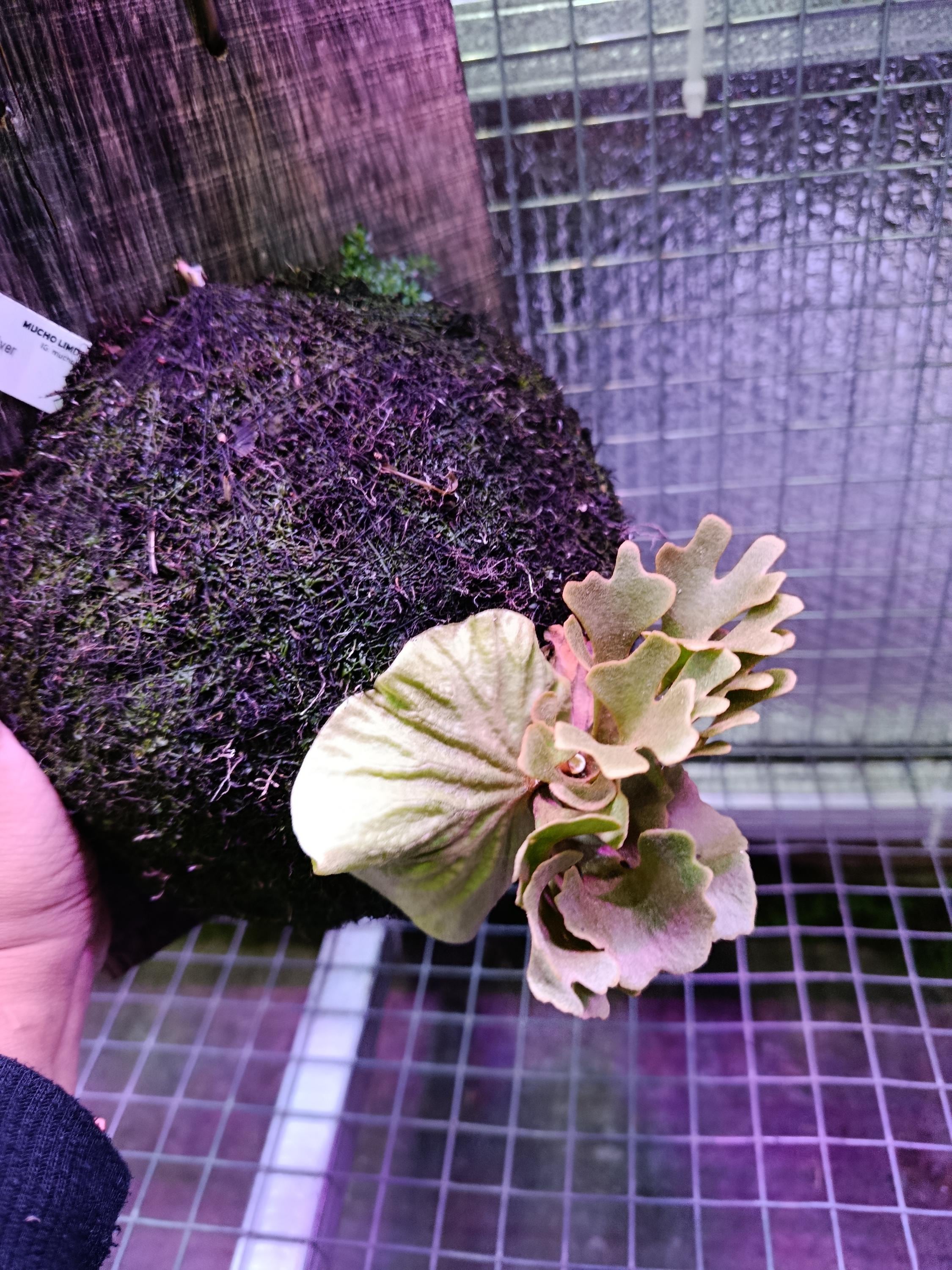 Platycerium ridleyi - Etsy 日本