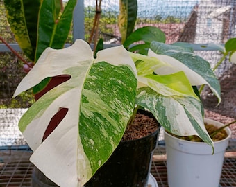 モンステラ アクミナータ アルボ 斑入りの珍しいユニークな植物 - Etsy