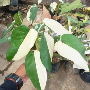 May include: Close-up of a variegated plant with large, heart-shaped leaves. The leaves are a vibrant green and creamy white, with a striking split pattern. Other potted plants are visible in the background, suggesting a plant nursery or garden center.