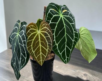 Anthurium Minahasa Stor Storlek - Sällsynt Växt - Aroidväxt - Hybridväxt