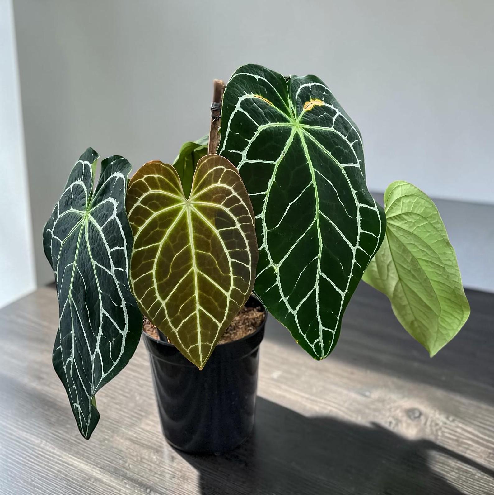 Anthurium michelle - Etsy 日本