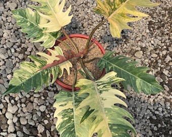 Caramelo Mármol Abigarrado Tamaño Grande - Planta Aroides - Regalo de Plantas