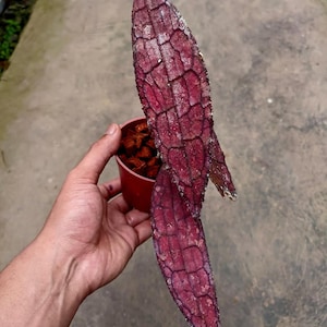 May include: A Hoya plant with two elongated, lance-shaped leaves featuring a deep burgundy and purple coloration. The leaves have a prominent, raised network of dark veins and a textured surface, potted in a small brown container with soil.