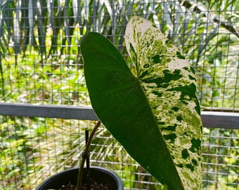 Philodendron Ilsemanii Variegated Rare Uniqe Plant - Etsy