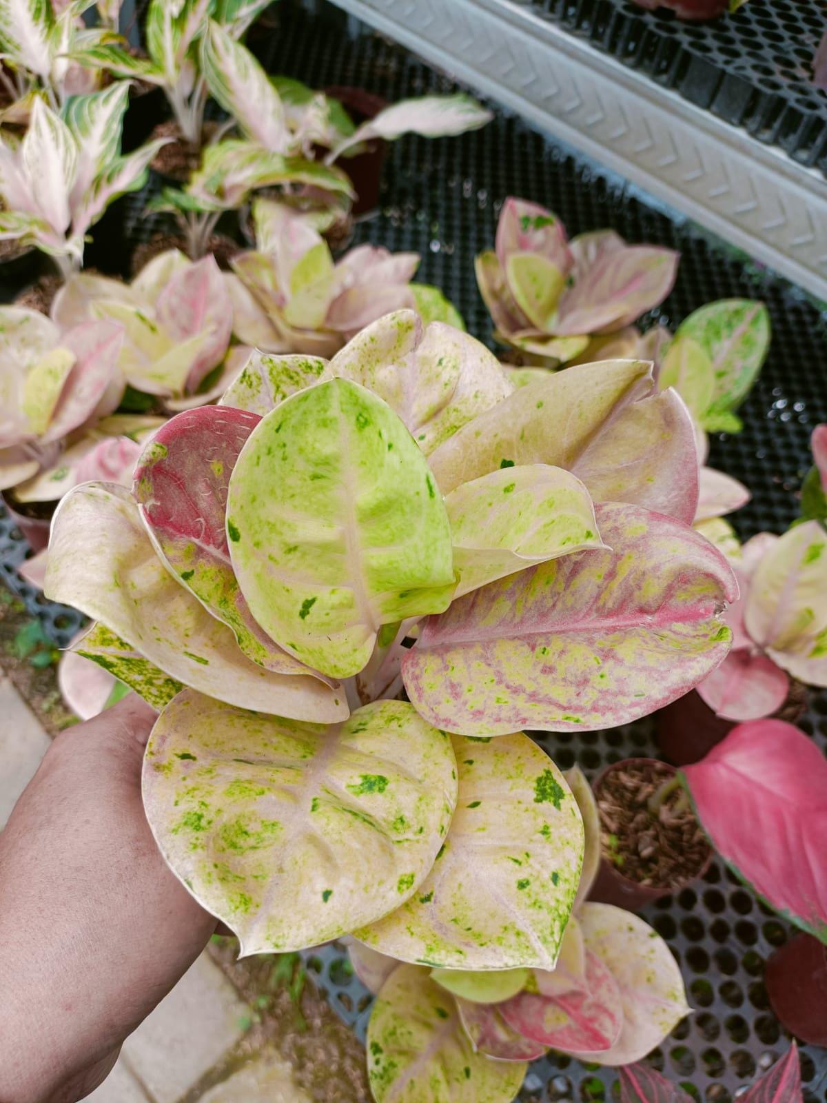 elephant ear plant container Alocasia Borneo Giant Elephant Ear