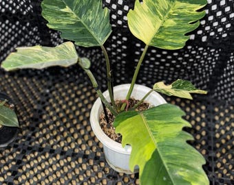 フィロデンドロン キャラメルマーブル 斑入り - サトイモ科植物 - 植物ギフト