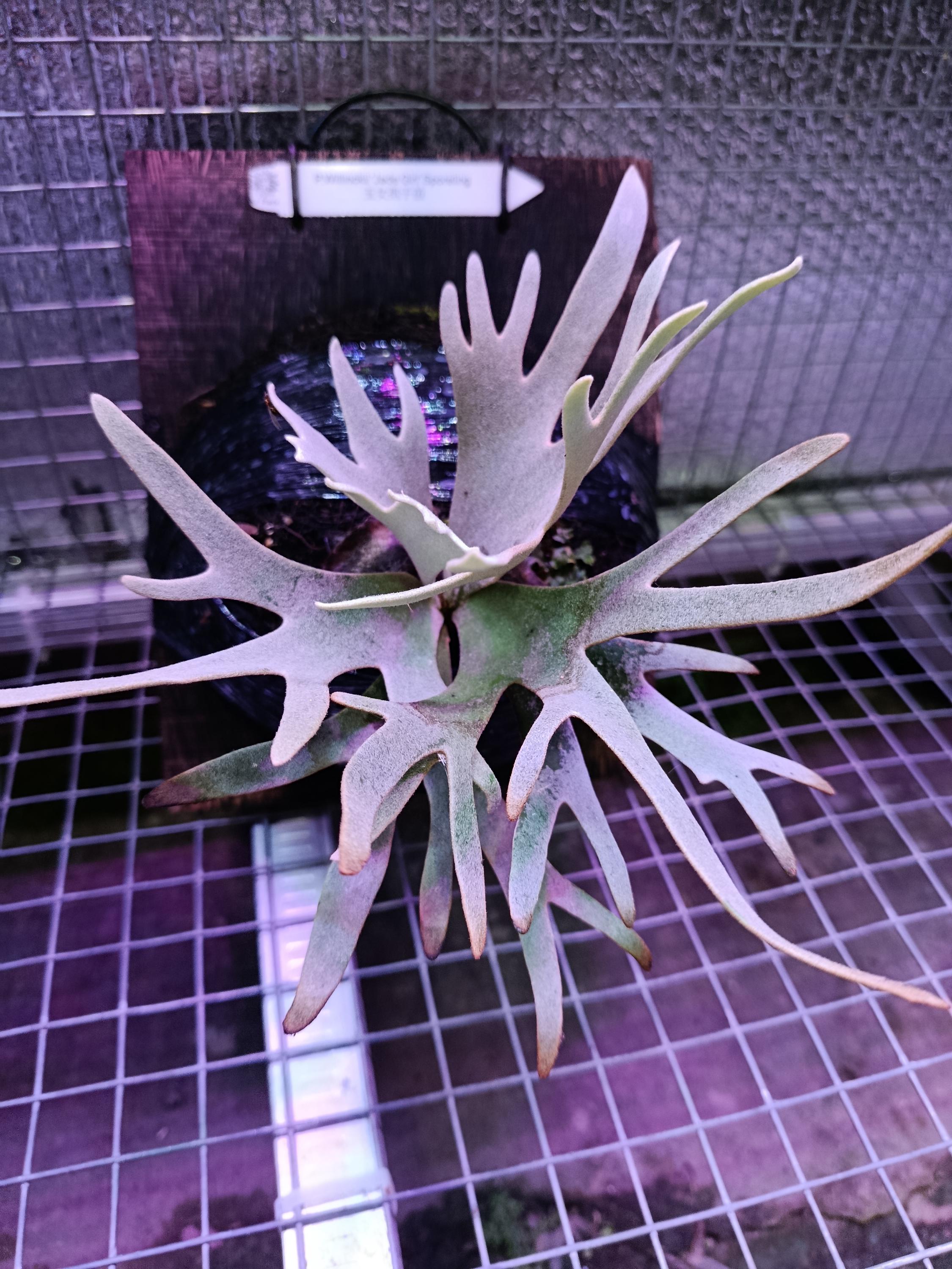 P. Willinckii Jade Girl(spore) 【11】 P. Willinckii Jade Girl(spore) 【11】 【公式通販】