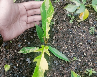 Bonte hybride plant Philodendron Tortum X Florida Beauty