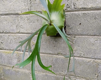 Platycerium Willinckii-karakter middelgroot - Exotische plant - REAL PICT - Aroid-plant - Kamerplanten
