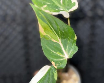 Rare Philodendron Gloriosum Tricolor Variegated - Etsy