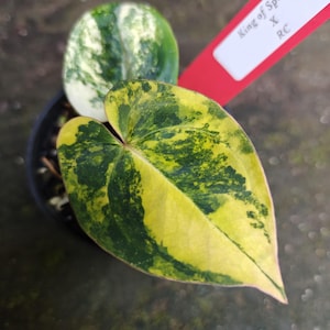 Anthurium king of spades x red crystallinum - Etsy 日本