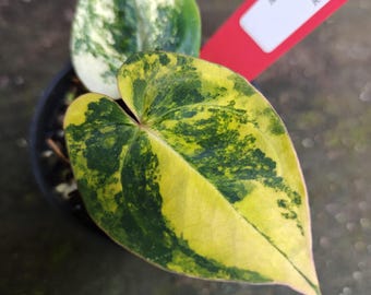 Anthurium King Of Spades X Red Crystallinum Variegado - Planta rara - Planta arácea - Planta híbrida