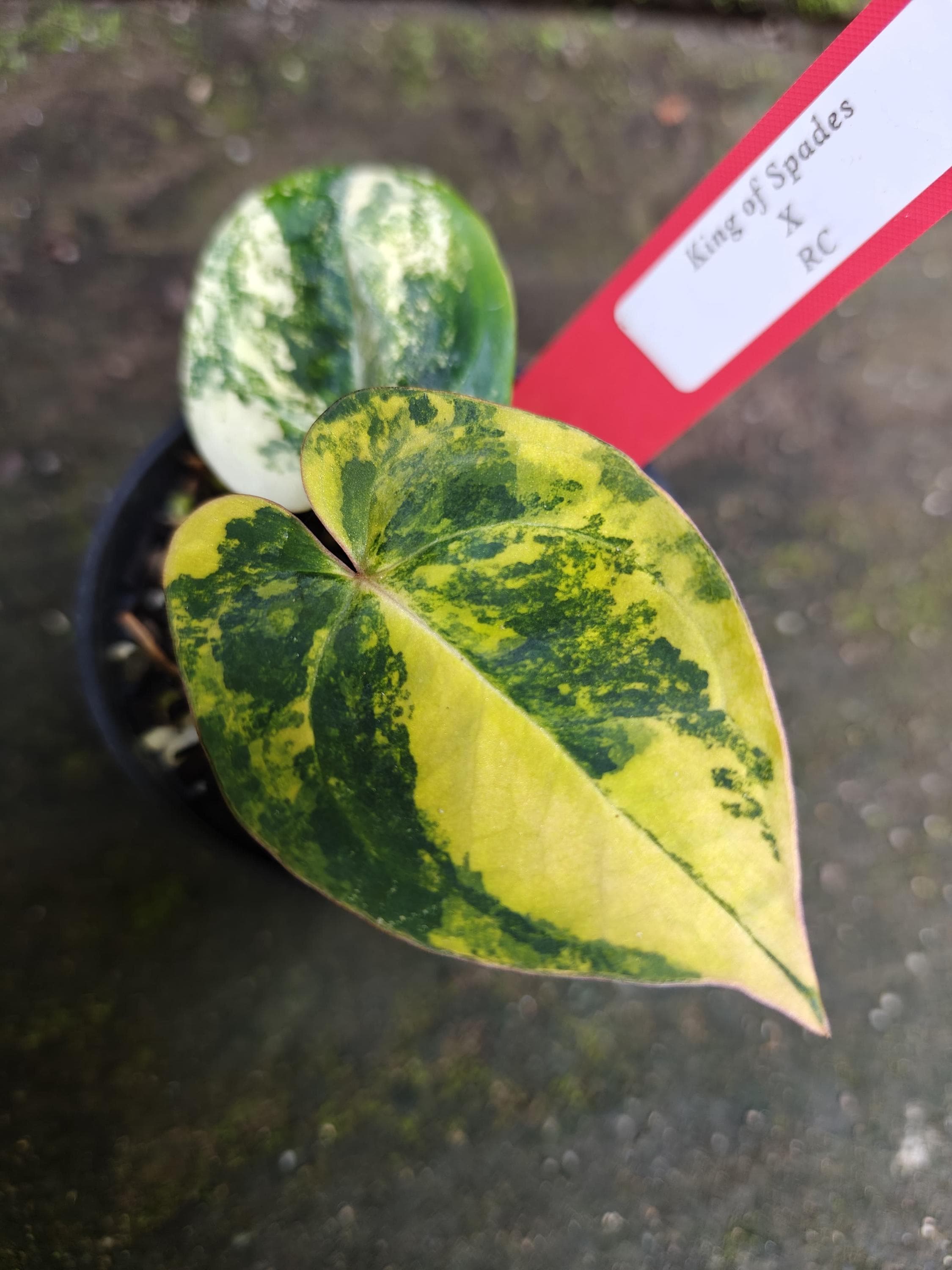 Anthurium king of spades x red crystallinum - Etsy 日本