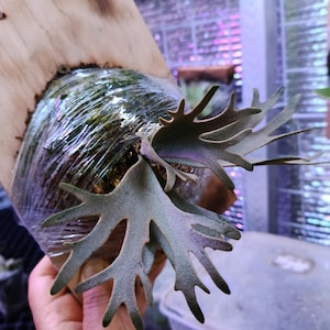 US Seller Platycerium Willinckii Dwarf “OMG” Sporeling - Etsy