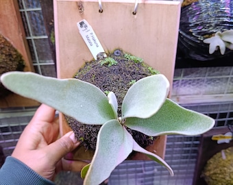 May include: A staghorn fern, P. Hakuna Matata, mounted on a wooden plaque. The fern has large, light green fronds and is surrounded by moss. The plaque has a metal handle for hanging. The background includes other mounted plants.