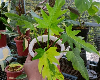 Variegated Philodendron Radiatum - Rare Aroid Plant