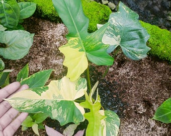 Philodendron Florida Beauty X Mayoi bont - hybride plant - aroid bont