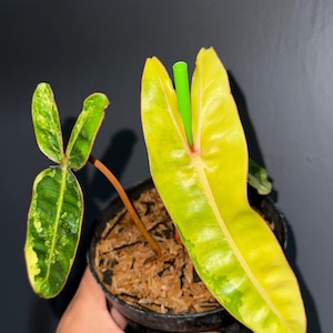 Philodendron Variegated Billietiae Seeds - Etsy