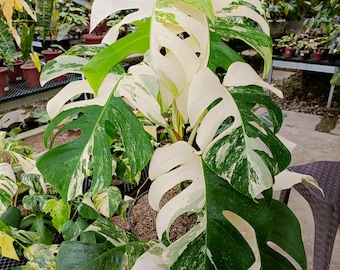 Monstera Albo Variegated - Aroid Plant - Plant Gift