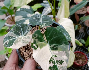 Alocasia Black Velvet - Seltene Aroid Pflanze
