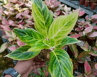 アグラオネマ ライト オブ ダイヤモンド 珍しいユニークな植物 - Etsy 日本