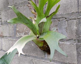 Platycerium Willinckii-karakter middelgroot - Exotische plant - REAL PICT - Aroid-plant - Kamerplanten