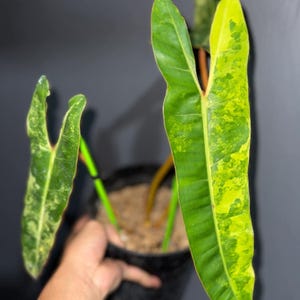 Caramel Marble Philodendron Seeds - Etsy