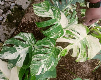 モンステラ アクミナータ アルボ 斑入りの珍しいユニークな植物 - Etsy