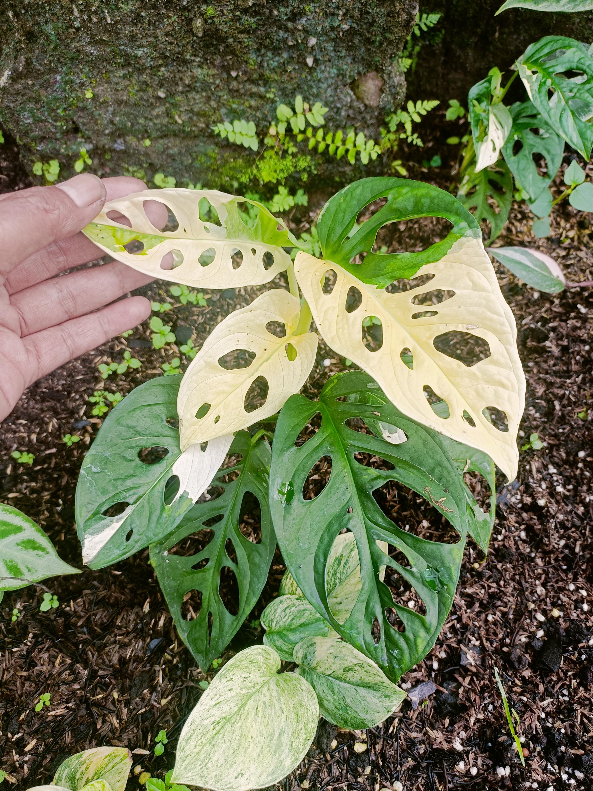 philodendron imperial green gelbe blätter Philodendron Imperial Green Variegated 8