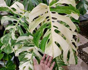 Monstera Albo Variegated Big Size 7-8 Leaf - Aroid Plant - Plant Gift