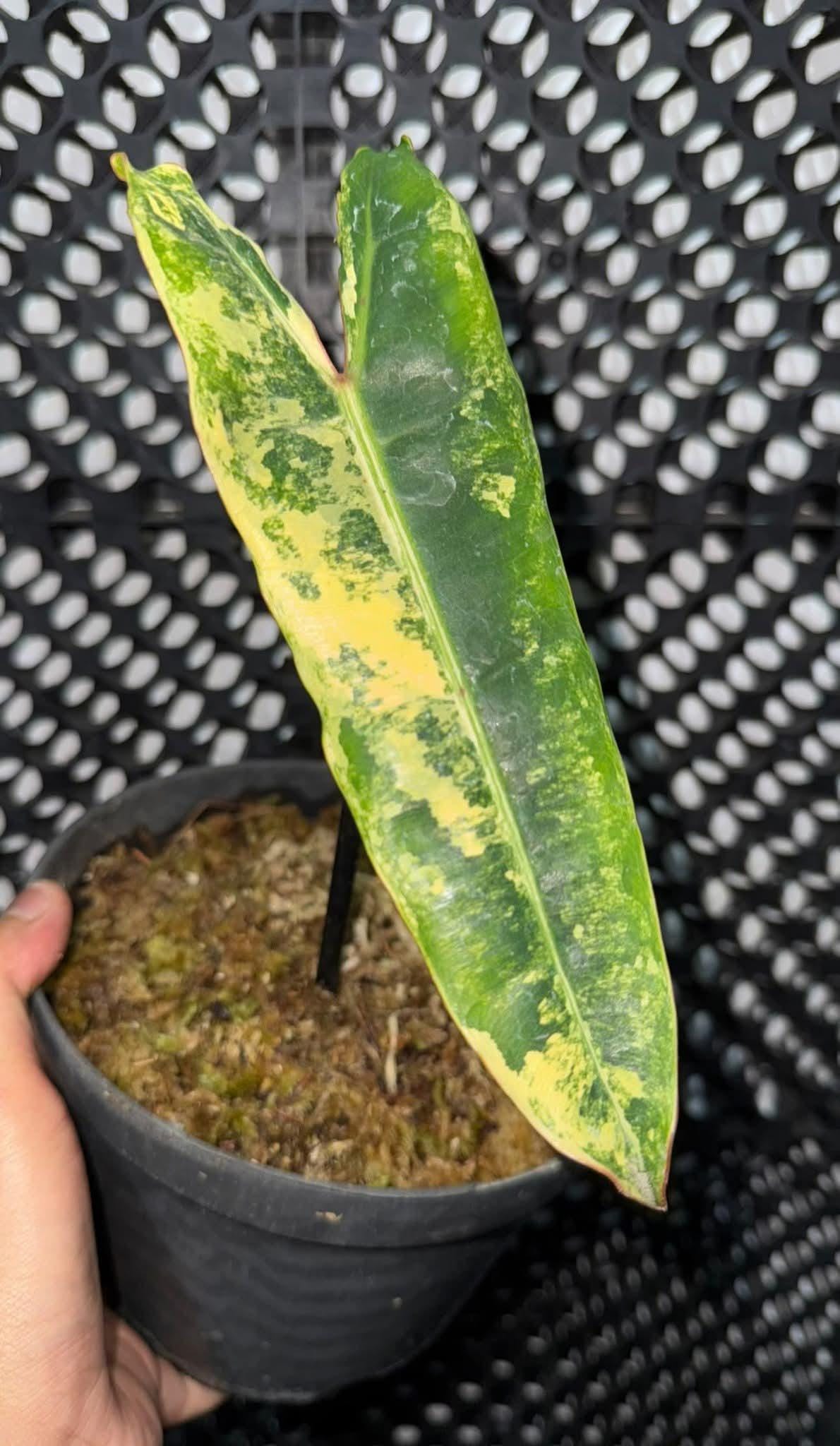 Philodendron billietiae variegata - Etsy.de