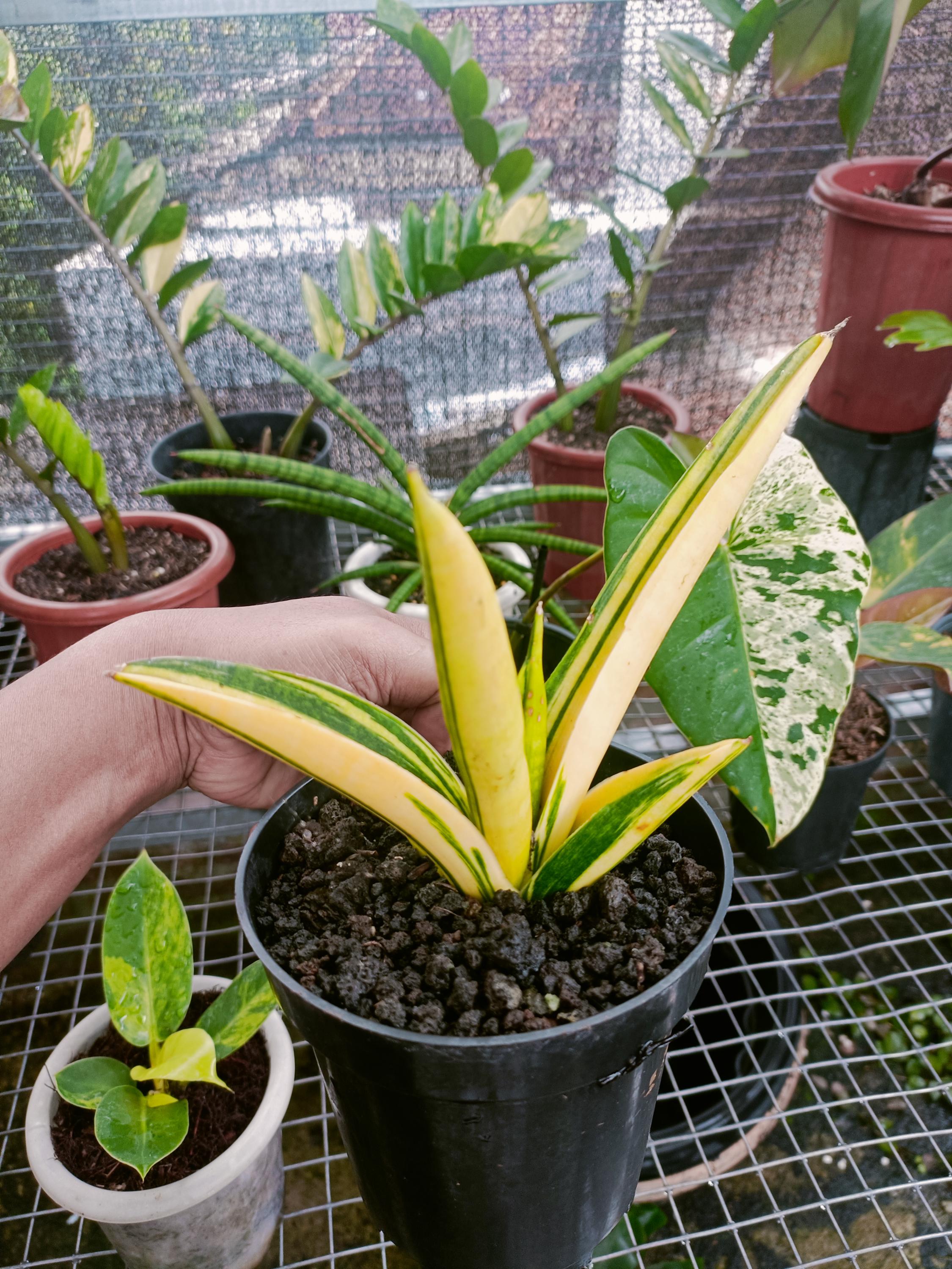 Hybrid sansevieria - Etsy 日本
