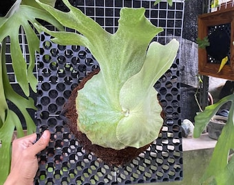 Ceratostema Lanigerum 'neotropical Blueberry' - Assorted 4 Inch