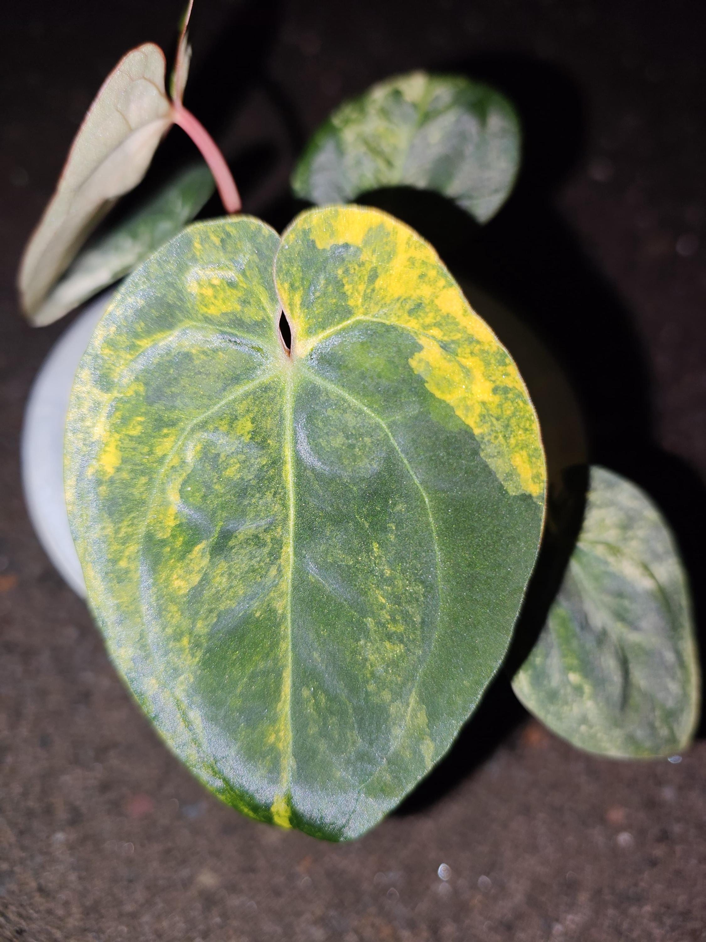 Anthurium dark phoenix - Etsy 日本