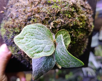 May include: Close-up of a plant with textured green leaves and a mossy, spherical base. The leaves have a speckled pattern and a slightly purple hue at the edges. The plant is mounted on a dark wooden surface.