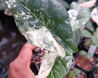 Alocasia Simpo Albo Variegated - rzadka roślina aroidowa